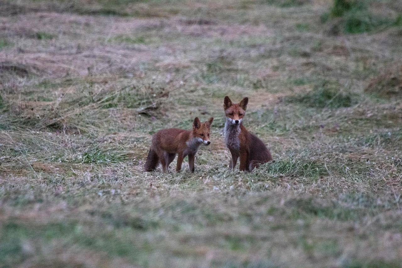 Le Lansquenet Villa Rorbach-les-Dieuze Bagian luar foto