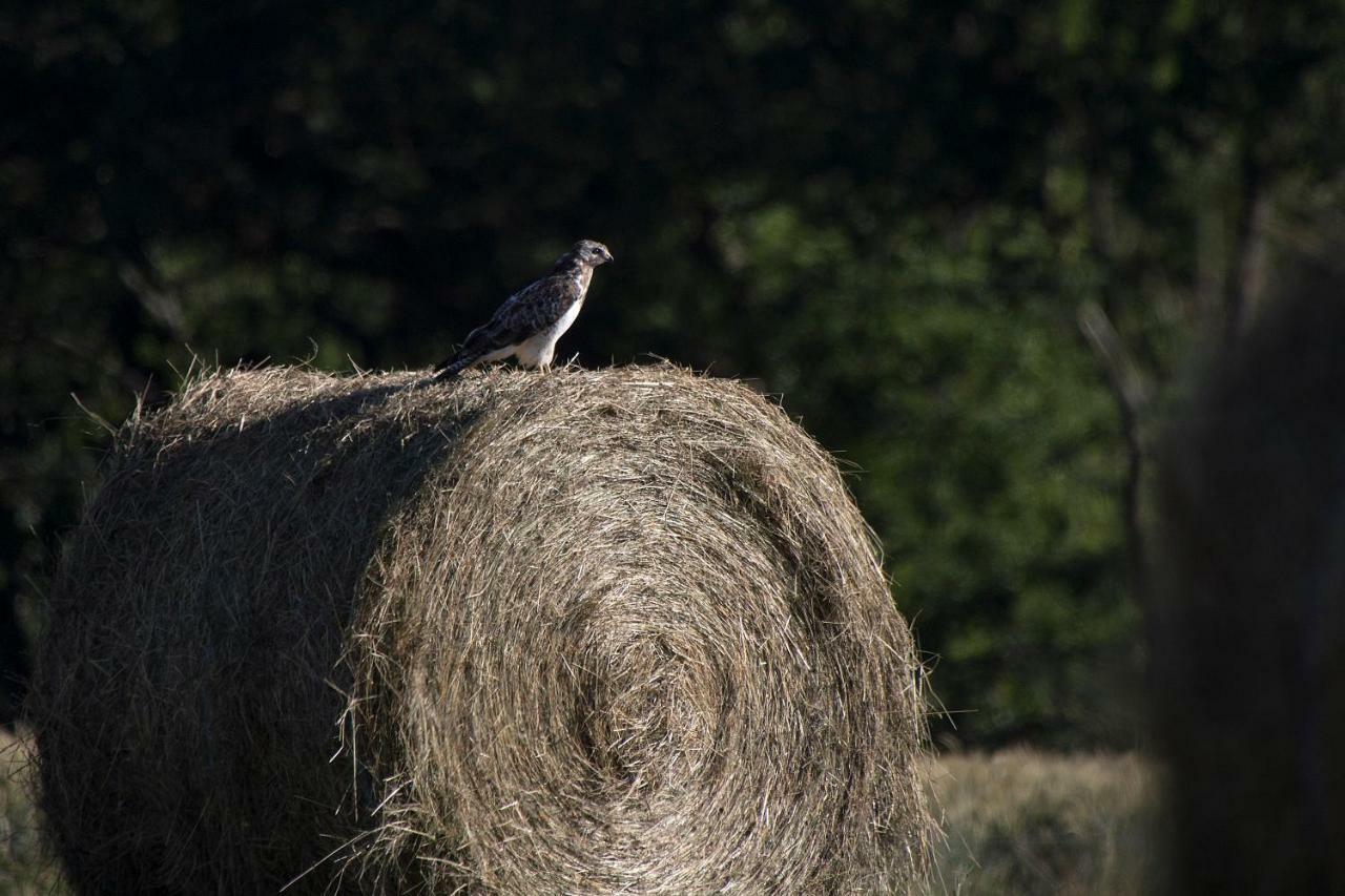 Le Lansquenet Villa Rorbach-les-Dieuze Bagian luar foto